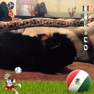 Meet your Posher, Fernando